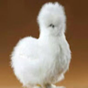 Meet your Posher, Frida